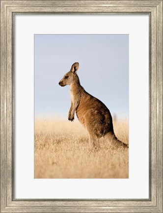 Framed Eastern Grey Kangaroo portrait lateral view Print