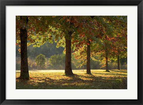 Framed Australia, New South Wales, Khancoban, Autumn Print