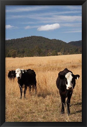 Framed Australia, New South Wales, Wauchope, Cows, Farmland Print