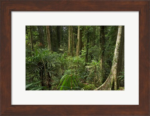 Framed Australia, NSW, Rainforest Trees, Wonga Walk, Dorrigo NP Print