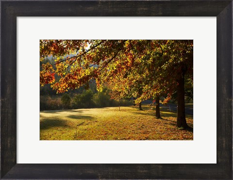Framed Autumn Trees in Khancoban, Snowy Mountains, New South Wales, Australia Print