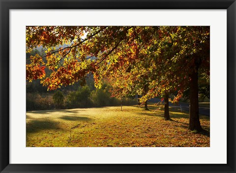 Framed Autumn Trees in Khancoban, Snowy Mountains, New South Wales, Australia Print