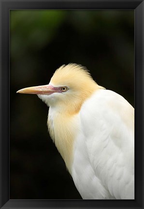 Framed Cattle Egret (Ardea ibis), North Queensland, Australia Print