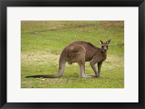 Framed Kangaroo, Trial Bay, New South Wales, Australia Print