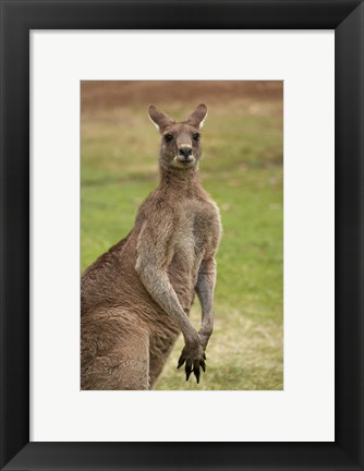 Framed Kangaroo, Trial Bay, New South Wales, Australia Print