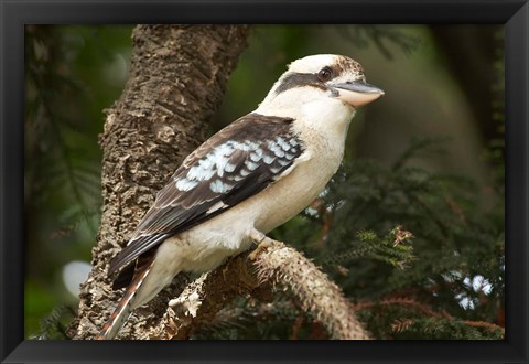 Framed Laughing Kookaburra, Sydney, New South Wales, Australia Print