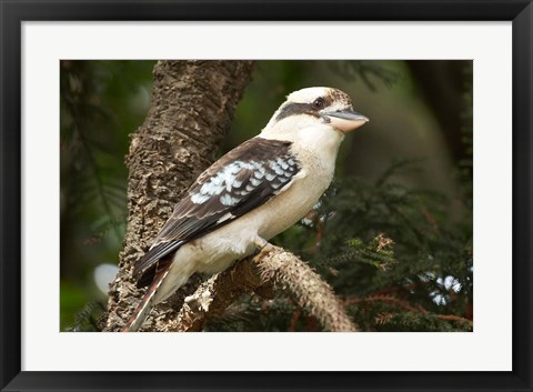 Framed Laughing Kookaburra, Sydney, New South Wales, Australia Print