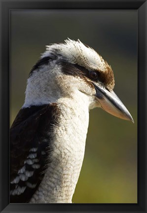 Framed Laughing Kookaburra bird, Nambucca Heads, NSW, Australia Print