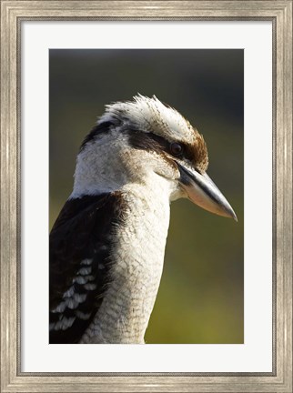 Framed Laughing Kookaburra bird, Nambucca Heads, NSW, Australia Print
