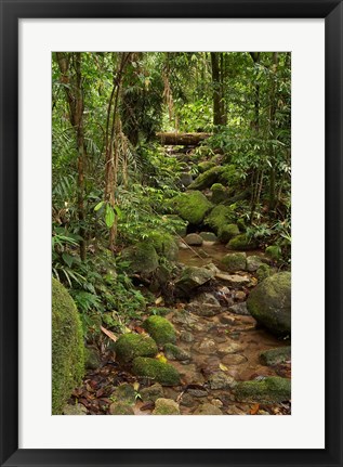 Framed Stream, Wooroonooran National Park, North Queensland, Australia Print