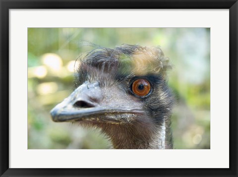 Framed Emu&#39;s face, Taronga Zoo, Sydney, NSW, Australia Print