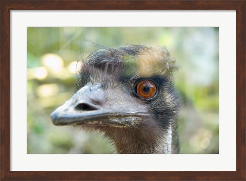 Framed Emu&#39;s face, Taronga Zoo, Sydney, NSW, Australia Print