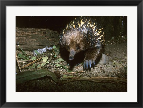 Framed Short Beaked Echidna, Monotreme, Australia Print