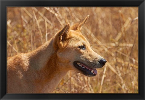 Framed Dingo wildlife, Kakadu NP, Northern Territory, Australia Print