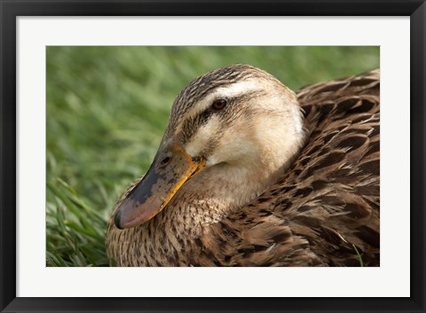 Framed Duck, Richmond, Tasmania, Australia Print