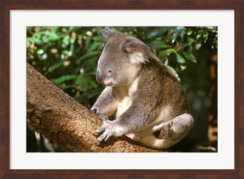 Framed Koala, Australia Print