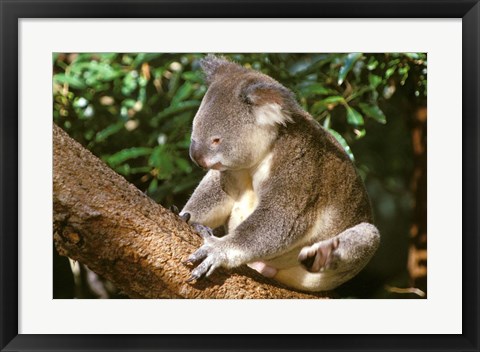 Framed Koala, Australia Print