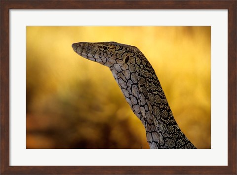 Framed Perentie, Uluru-Kata Tjuta National Park, Australia Print