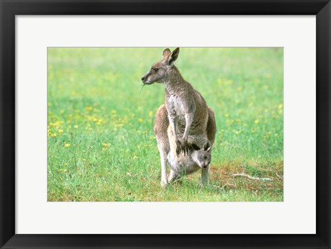 Framed Australia, Kangaroo Island, Western Gray Kangaroos Print