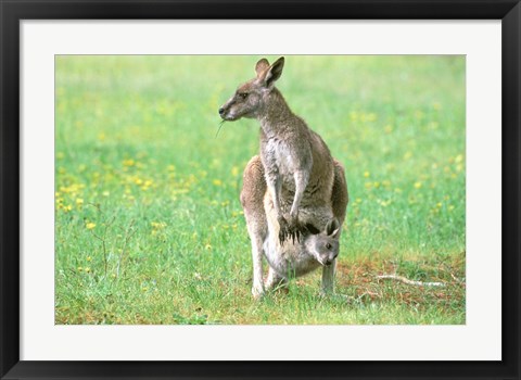 Framed Australia, Kangaroo Island, Western Gray Kangaroos Print