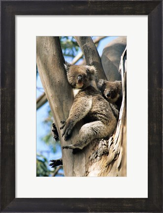 Framed Mother and Baby Koala on Blue Gum, Kangaroo Island, Australia Print