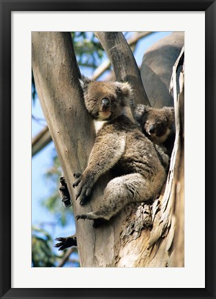 Framed Mother and Baby Koala on Blue Gum, Kangaroo Island, Australia Print