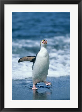 Framed Royal Penguin, Macquarie, Austalian sub-Antarctic Print