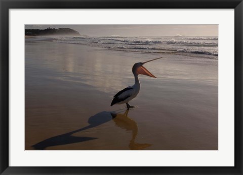 Framed Australian pelican bird on the beach, Stradbroke Island, Australia Print