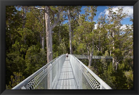 Framed AirWalk, Paths, Tahune Forest, Tasmania, Australia Print