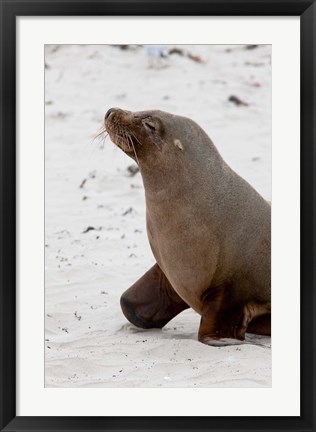 Framed Australian Sea Lion, Kangaroo Island, Australia Print