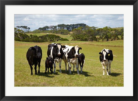 Framed Cows, Farmland, Marrawah, Tasmania, Australia Print