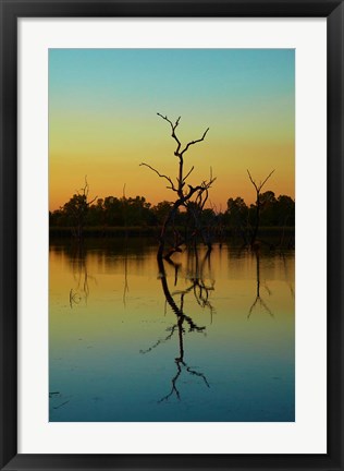 Framed Dead trees, Lily Creek Lagoon, Lake Kununurra, Australia Print