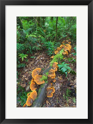 Framed Eucalyptus forest with epiphytes, Great Otway National Park, Victoria, Australia Print