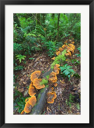 Framed Eucalyptus forest with epiphytes, Great Otway National Park, Victoria, Australia Print