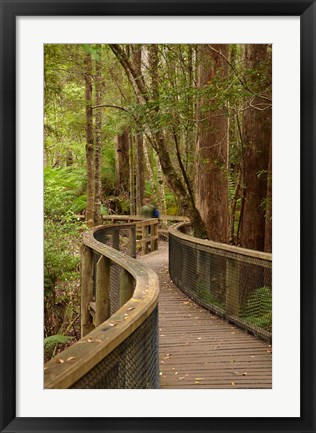 Framed Footpath Through Forest to Newdegate Cave, Tasmania, Australia Print