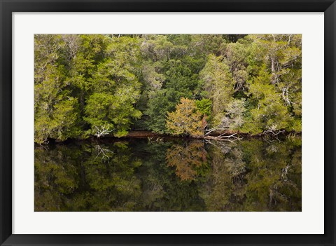 Framed Forest, Gordon Wild Rivers National Park, Australia Print