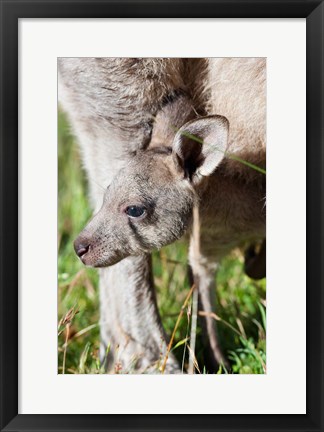 Framed Head of Eastern grey kangaroo, Australia Print