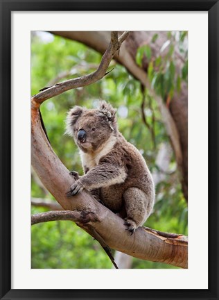 Framed Koala wildlife in tree, Australia Print