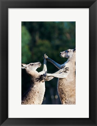 Framed Pair of Eastern grey kangaroo, Australia Print