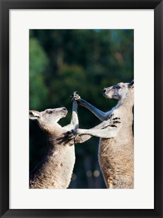 Framed Pair of Eastern grey kangaroo, Australia Print