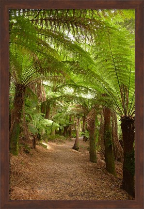Framed Path to St Columba Falls State Reserve, Australia Print