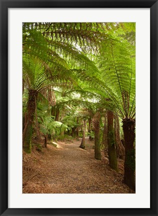 Framed Path to St Columba Falls State Reserve, Australia Print