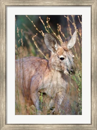 Framed Red kangaroo (Macropus rufus), Australia Print