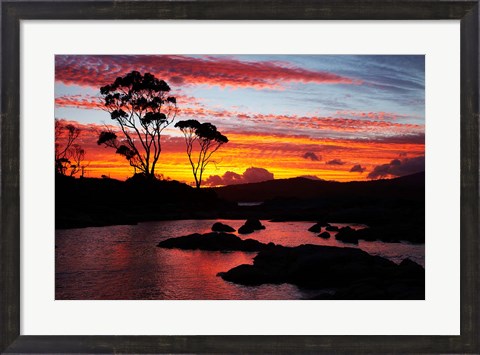 Framed Sunset, Gum Tree, Binalong Bay, Bay of Fires, Australia Print