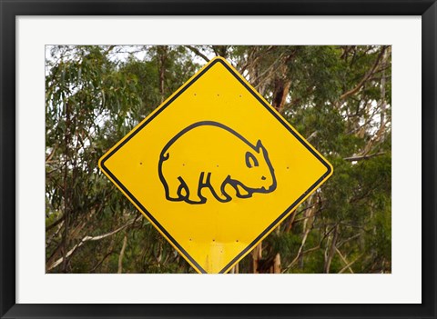 Framed Wombat warning sign, Tasman Peninsula, Australia Print