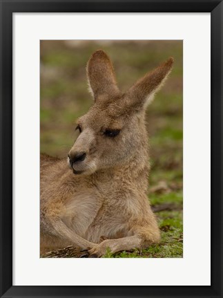 Framed Eastern Grey Kangaroo resting, Queensland, Australia Print