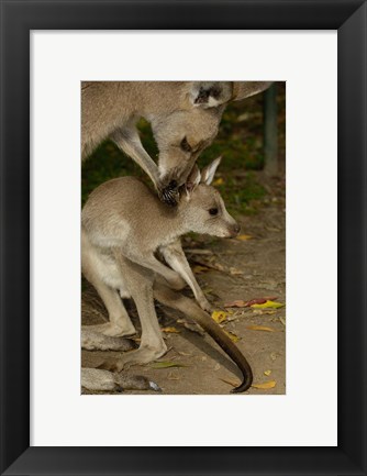 Framed Eastern Grey Kangaroo with baby, Queensland AUSTRALIA Print