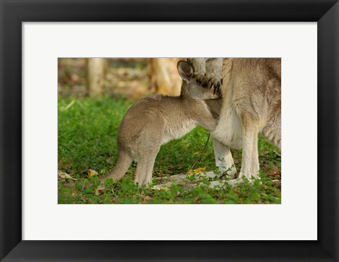 Framed Australia, Queensland, Eastern Grey Kangaroo and joey Print