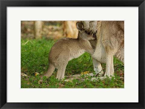 Framed Australia, Queensland, Eastern Grey Kangaroo and joey Print