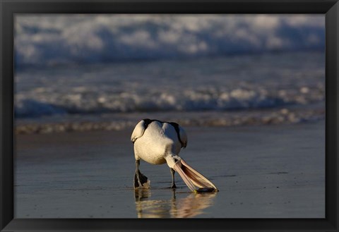 Framed Australian pelican bird, Stradbroke Island, Australia Print